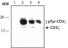 Anti-phospho-CD3ζ (pTyr83) antibody produced in rabbit ~1.0 mg/mL, affinity isolated antibody