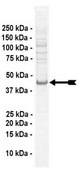 IkBa Protein, activated, 10 µg Activated, full length, recombinant human IκBα. N-terminal c-Myc, 6His-tagged. Phosphorylated in vitro using IKKα, active. For use in Enzyme Assays. Behaves as a substrate in ubiquitin assays.