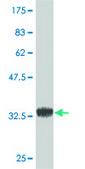 Monoclonal Anti-POMGNT1 antibody produced in mouse clone 6C12, purified immunoglobulin, buffered aqueous solution