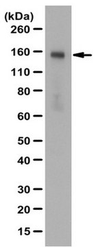 Anti-phospho AMBRA1 Antibody (Ser52) from rabbit, purified by affinity chromatography