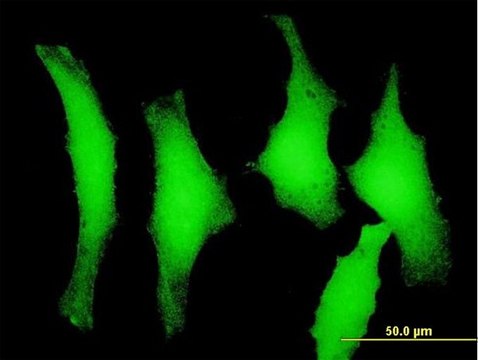 Anti-PELO antibody produced in mouse IgG fraction of antiserum, buffered aqueous solution