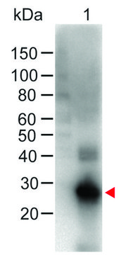 Anti-Human IgG (Fc specific), F(ab&#8242;)2 fragment, highly cross adsorbed-Biotin antibody produced in goat affinity isolated antibody, lyophilized powder