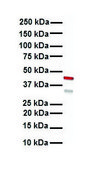 Anti-KRT15 antibody produced in rabbit affinity isolated antibody