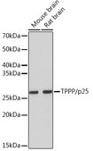 Anti-TPPP/p25 antibody produced in rabbit
