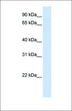 Anti-CDH12 antibody produced in rabbit affinity isolated antibody