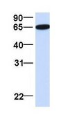 Anti-PDLIM5 (ab1) antibody produced in rabbit affinity isolated antibody