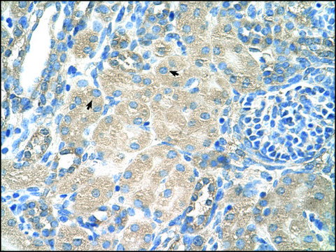 Anti-SLC13A3 (AB2) antibody produced in rabbit IgG fraction of antiserum