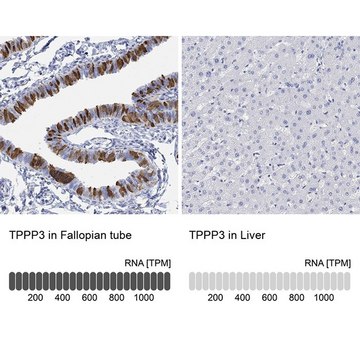 Anti-TPPP3 antibody produced in rabbit Prestige Antibodies&#174; Powered by Atlas Antibodies, affinity isolated antibody, buffered aqueous glycerol solution