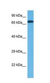 Anti-SLC15A4 antibody produced in rabbit affinity isolated antibody
