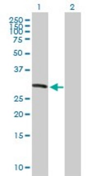 Anti-KIF26A antibody produced in mouse purified immunoglobulin, buffered aqueous solution