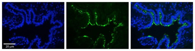 Anti-RAB1A antibody produced in rabbit affinity isolated antibody