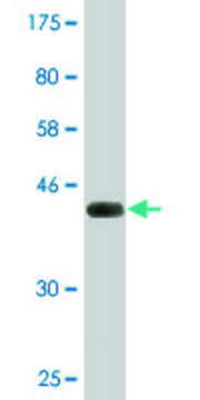 Monoclonal Anti-SRGN antibody produced in mouse clone 1D8, purified immunoglobulin, buffered aqueous solution