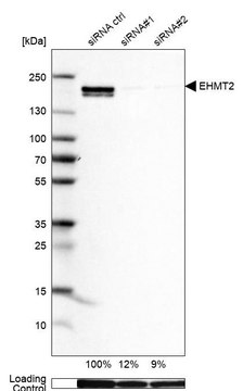 Anti-EHMT2 antibody produced in rabbit Prestige Antibodies&#174; Powered by Atlas Antibodies, affinity isolated antibody, buffered aqueous glycerol solution