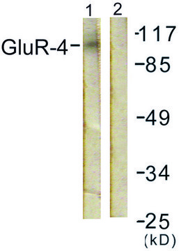 Anti-GLUR4 antibody produced in rabbit affinity isolated antibody