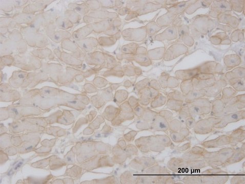 Monoclonal Anti-SGCB antibody produced in mouse clone 1E3, purified immunoglobulin, buffered aqueous solution