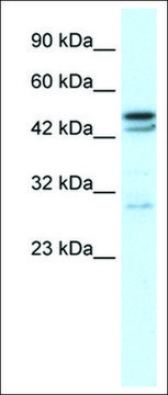 Anti-CHRNA3 antibody produced in rabbit affinity isolated antibody