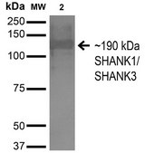 Monoclonal Anti-Nrcam - Percp antibody produced in mouse clone S364-51, purified immunoglobulin