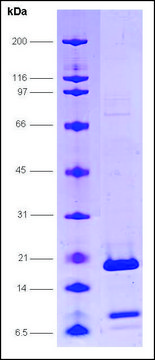 PC4, F77P mutant human recombinant, expressed in E. coli, &#8805;80% (SDS-PAGE)