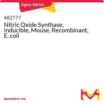 Nitric Oxide Synthase, Inducible, Mouse, Recombinant, E. coli