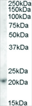 Anti-ASF1A antibody produced in goat affinity isolated antibody, buffered aqueous solution