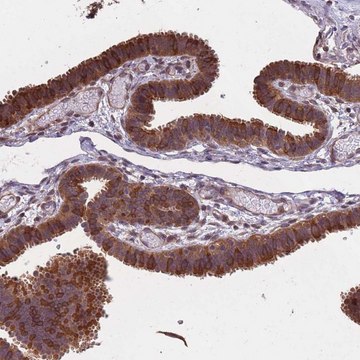 Anti-ARL13B antibody produced in rabbit Prestige Antibodies&#174; Powered by Atlas Antibodies, affinity isolated antibody, buffered aqueous glycerol solution