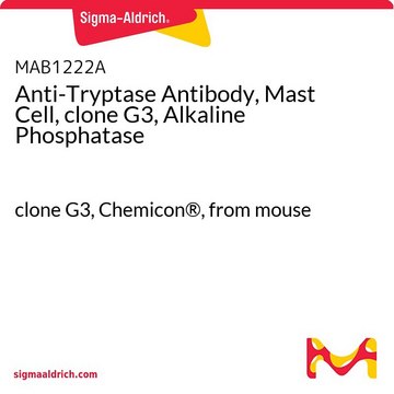 Anti-Tryptase Antibody, Mast Cell, clone G3, Alkaline Phosphatase clone G3, Chemicon&#174;, from mouse