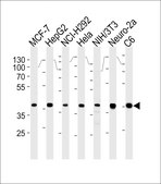 [KO Validated]Anti-Erk2 antibody produced in mouse [Knockout Validated]purified monoclonal antibody, buffered aqueous solution