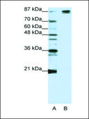 Anti-SF3B1 (AB1) antibody produced in rabbit IgG fraction of antiserum