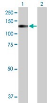 Anti-TRPA1 antibody produced in rabbit purified immunoglobulin, buffered aqueous solution