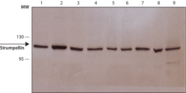 Monoclonal Anti-Strumpellin antibody produced in mouse clone St-1, purified from hybridoma cell culture