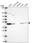 Anti-NECAB3 antibody produced in rabbit Prestige Antibodies® Powered by Atlas Antibodies, affinity isolated antibody