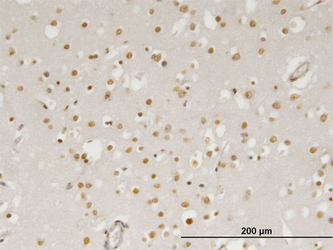 Monoclonal Anti-ZIC4 antibody produced in mouse clone 2B9, purified immunoglobulin, buffered aqueous solution