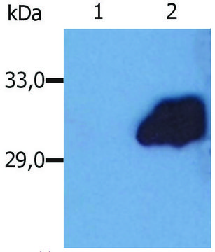 Monoclonal Anti-SOCS3 antibody produced in mouse clone SO1