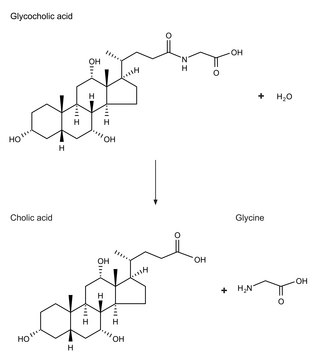 胆酰甘氨酸水解酶 来源于产气荚膜梭菌（韦氏梭菌） lyophilized powder, &#8805;100&#160;units/mg protein