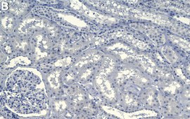 Anti-Caveolin-2 Antibody, clone 1K15 ZooMAb® Rabbit Monoclonal recombinant, expressed in HEK 293 cells