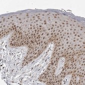 Anti-PRDM10 antibody produced in rabbit Prestige Antibodies® Powered by Atlas Antibodies, affinity isolated antibody, buffered aqueous glycerol solution