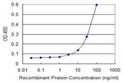 ANTI-TOP3B antibody produced in mouse clone 1H8, purified immunoglobulin, buffered aqueous solution