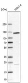 Anti-SART1 antibody produced in rabbit affinity isolated antibody, buffered aqueous glycerol solution, ab1