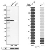 Anti-CKAP4 antibody produced in rabbit Ab2, Prestige Antibodies® Powered by Atlas Antibodies, affinity isolated antibody, buffered aqueous glycerol solution