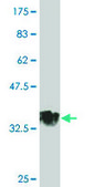 Monoclonal Anti-MGC26963 antibody produced in mouse clone 7D10, purified immunoglobulin, buffered aqueous solution