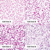 HPV/p16 Analyte ControlDR Cell line controls for immunohistochemistry and in situ hybridization