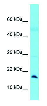 Anti-BLOC1S1 (N-terminal) antibody produced in rabbit affinity isolated antibody