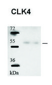 Anti-CLK4 (N-terminal) antibody produced in rabbit affinity isolated antibody