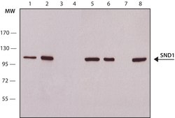 Anti-SND1 antibody, Mouse monoclonal clone SND1-3, purified from hybridoma cell culture