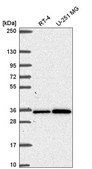 Anti-GEMIN2 antibody produced in rabbit Prestige Antibodies® Powered by Atlas Antibodies, affinity isolated antibody