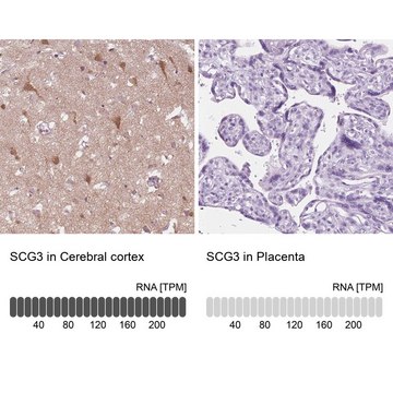 Anti-SCG3 antibody produced in rabbit Prestige Antibodies&#174; Powered by Atlas Antibodies, affinity isolated antibody, buffered aqueous glycerol solution