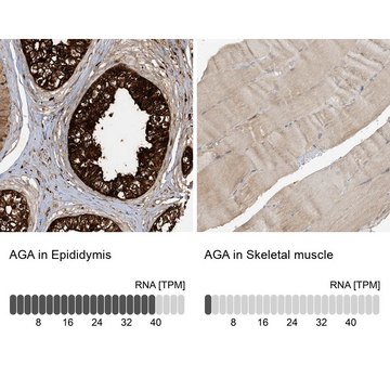 Anti-AGA antibody produced in rabbit Prestige Antibodies&#174; Powered by Atlas Antibodies, affinity isolated antibody, buffered aqueous glycerol solution