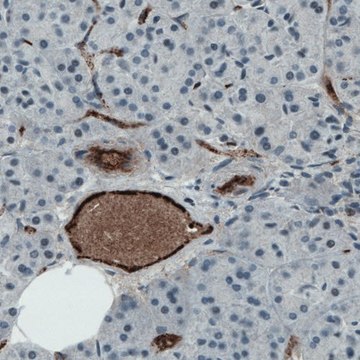 Monoclonal Anti-VWF antibody produced in mouse Prestige Antibodies&#174; Powered by Atlas Antibodies, clone CL1950, purified immunoglobulin, buffered aqueous glycerol solution