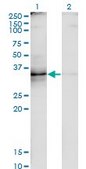 Monoclonal Anti-TNFSF8 antibody produced in mouse clone 2E11, ascites fluid