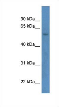 Anti-ZNF692 antibody produced in rabbit affinity isolated antibody